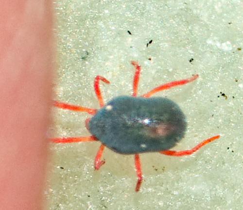 Penthaleus sp.
